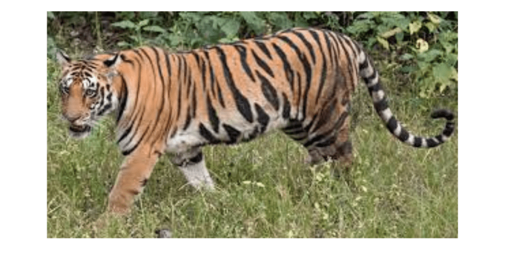 Prime Minister of India releases the tiger census data